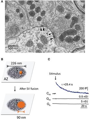 Sensing Exocytosis and Triggering Endocytosis at Synapses: Synaptic Vesicle Exocytosis–Endocytosis Coupling