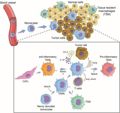 Frontiers | Notch Signaling in Macrophages in the Context of Cancer ...