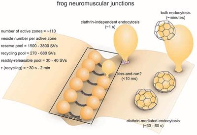 Synaptic Vesicle Endocytosis in Different Model Systems