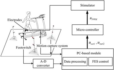 Frontiers  The Use of Functional Electrical Stimulation on the Upper Limb  and Interscapular Muscles of Patients with Stroke for the Improvement of  Reaching Movements: A Feasibility Study