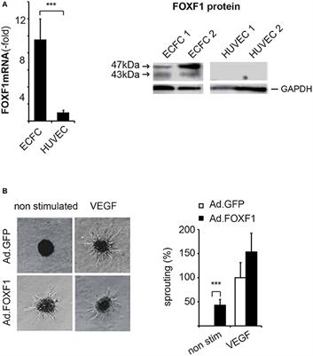 FOXF1 Mediates Endothelial Progenitor Functions and Regulates Vascular Sprouting