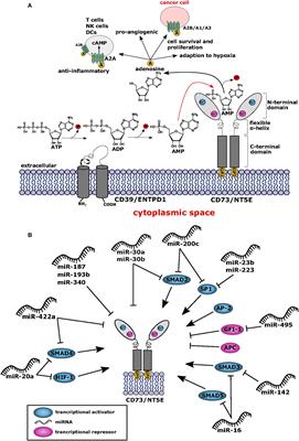 Frontiers | Controlling the Immune Suppressor: Transcription Factors ...