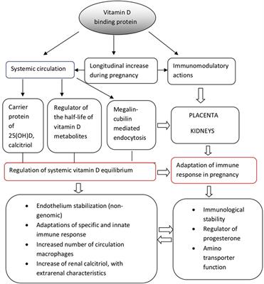 Frontiers Deconvoluting The Biological Roles Of Vitamin D