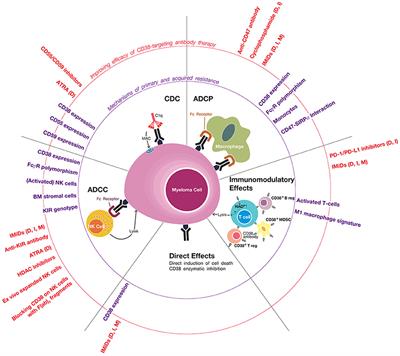 Frontiers | CD38 Antibodies in Multiple Myeloma: Mechanisms of Action ...