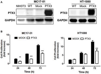 Frontiers Long Pentraxin 3 Mediated Fibroblast Growth