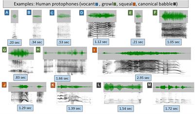 Frontiers Language Origins Viewed In Spontaneous And Interactive Vocal Rates Of Human And Bonobo Infants Psychology