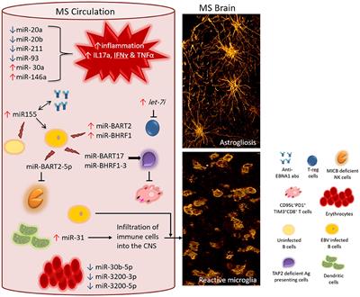 Frontiers  EBV Exploits RNA m6A Modification to Promote Cell Survival and  Progeny Virus Production During Lytic Cycle