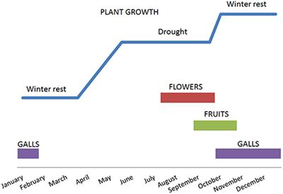 Frontiers  Grapevine response to a Dittrichia viscosa extract and a  Bacillus velezensis strain