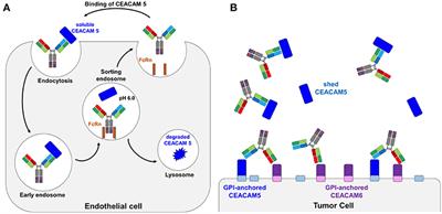 Frontiers | Dual Function pH Responsive Bispecific Antibodies for Tumor ...