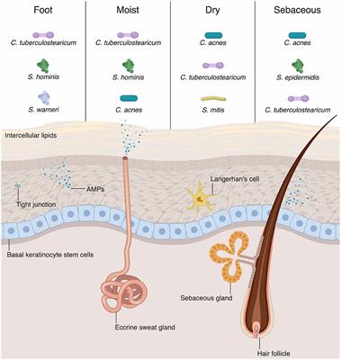 Frontiers  The culmination of multidrug-resistant efflux pumps vs. meager  antibiotic arsenal era: Urgent need for an improved new generation of EPIs