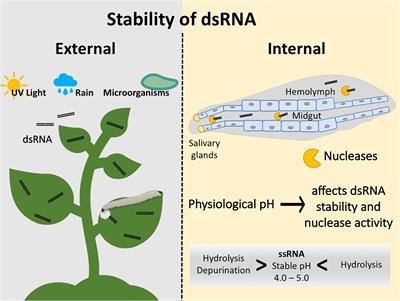 Double Stranded Rna Dsrna List Of Frontiers Open Access Articles