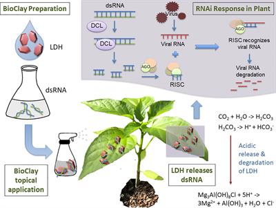 Double Stranded Rna Dsrna List Of Frontiers Open Access Articles