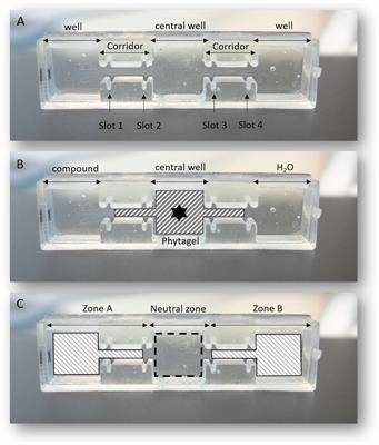 Frontiers  Belowground Chemical Interactions: An Insight Into  Host-Specific Behavior of Globodera spp. Hatched in Root Exudates From  Potato and Its Wild Relative, Solanum sisymbriifolium