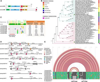 Frontiers  Opposite T3 Response of ACTG1–FOS Subnetwork Differentiate  Tailfin Fate in Xenopus Tadpole and Post-hatching Axolotl