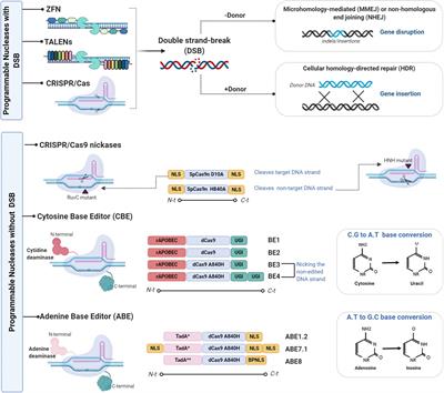 Frontiers | Using Gene Editing Approaches to Fine-Tune the Immune System