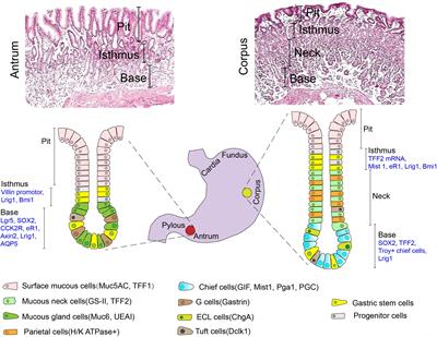 Frontiers | Gastric Stem Cells: Physiological and Pathological Perspectives