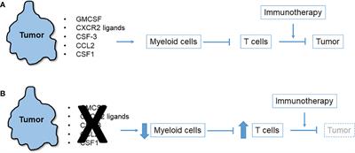 Frontiers | Tumor-Derived Myeloid Cell Chemoattractants and T Cell ...