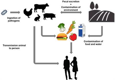 Role of Recent Therapeutic Applications and the Infection Strategies of Shiga Toxin-Producing Escherichia coli