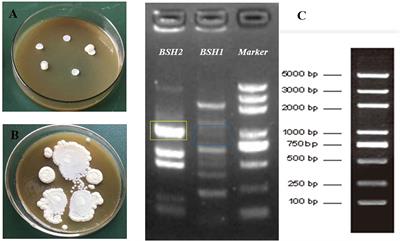 Lactobacillus Delbrueckii List Of Frontiers Open Access Articles