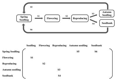 Frontiers  Allometric and Phylogenetic Aspects of Stapes