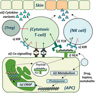 Frontiers Identification Of Genomic Associations For Plant