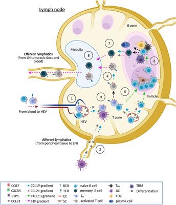 Frontiers | Of Lymph Nodes and CLL Cells: Deciphering the Role of CCR7 ...