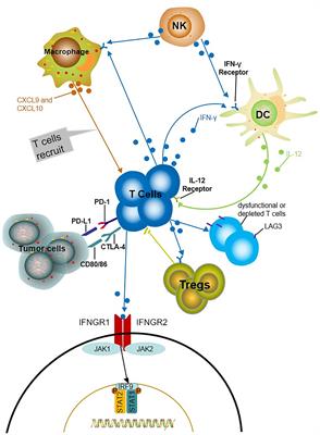 Frontiers | The Role of Cytokines in Predicting the Response and ...