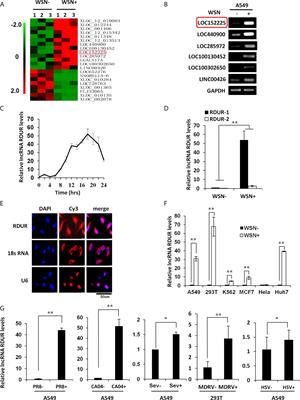 Frontiers  EBV Exploits RNA m6A Modification to Promote Cell Survival and  Progeny Virus Production During Lytic Cycle