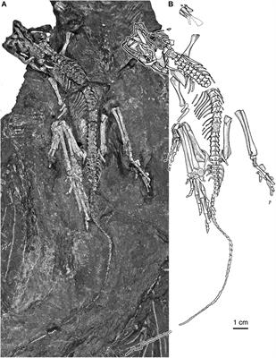 Frontiers  Common Patterns of Skull Bone Fusion and Their Potential to  Discriminate Different Ontogenetic Stages in Extant Birds