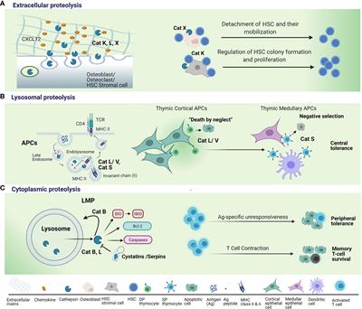 Frontiers  Multiple-Allele MHC Class II Epitope Engineering by a Molecular  Dynamics-Based Evolution Protocol