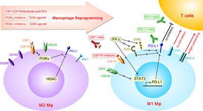 Frontiers | Defects in Macrophage Reprogramming in Cancer Therapy: The ...