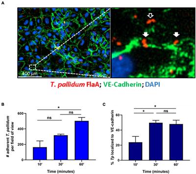 Frontiers  Identification and Functional Assessment of the First Placental  Adhesin of Treponema pallidum That May Play Critical Role in Congenital  Syphilis