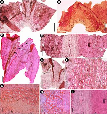 Frontiers  The Making of Calibration Sausage Exemplified by Recalibrating  the Transcriptomic Timetree of Jawed Vertebrates