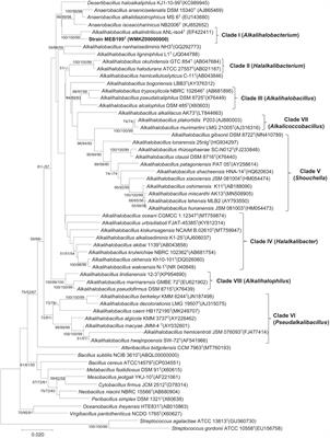 Frontiers  Oxidative stress protection and growth promotion activity of  Pseudomonas mercuritolerans sp. nov., in forage plants under mercury  abiotic stress conditions