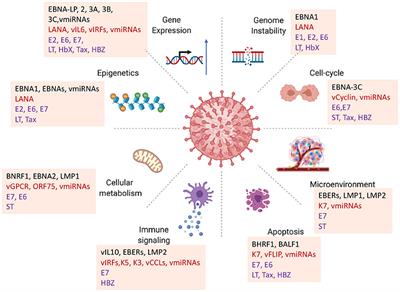 Frontiers | Oncogenic Viruses as Entropic Drivers of Cancer Evolution