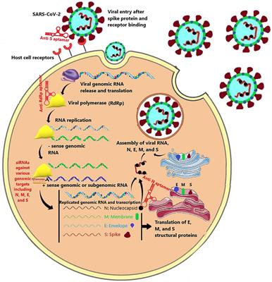 Frontiers | Nucleic Acid-Based Treatments Against COVID-19: Potential ...