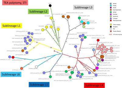 Frontiers  Estimated Divergence Times of Lecanicillium in the Family  Cordycipitaceae Provide Insights Into the Attribution of Lecanicillium