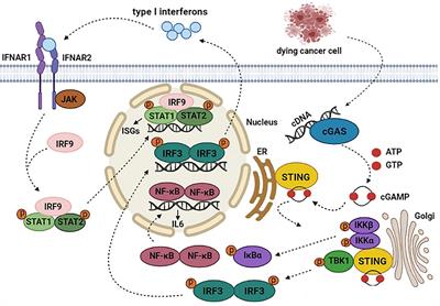 Frontiers | The Function of cGAS-STING Pathway in Treatment of ...