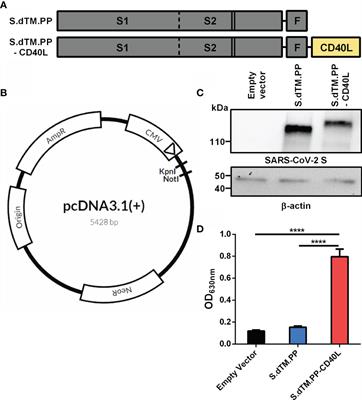 Frontiers  Syrian hamster as an ideal animal model for evaluation of  cancer immunotherapy