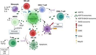 Frontiers | The HSP Immune Network in Cancer