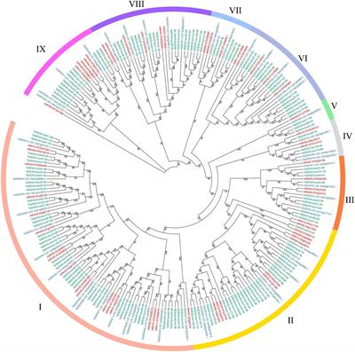 Frontiers | Genome-Wide Analysis of DEAD-box RNA Helicase Family in ...