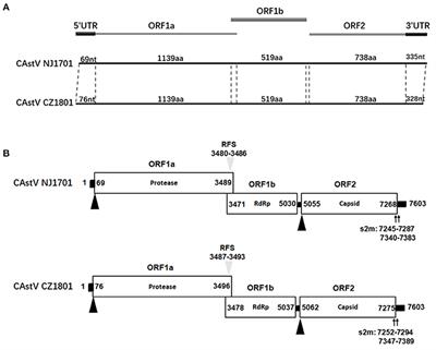 Frontiers  A One-Health Approach to Investigating an Outbreak of  Alimentary Tick-Borne Encephalitis in a Non-endemic Area in France (Ain,  Eastern France): A Longitudinal Serological Study in Livestock, Detection  in Ticks, and