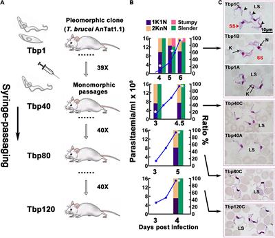 Frontiers | The Occurrence of Malignancy in Trypanosoma brucei brucei ...