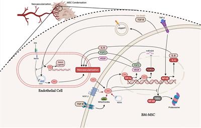 Understanding Reactive Oxygen Species in Bone Regeneration: A Glance at Potential Therapeutics and Bioengineering Applications