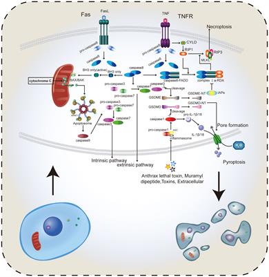 Frontiers | Application of Regulatory Cell Death in Cancer: Based on ...