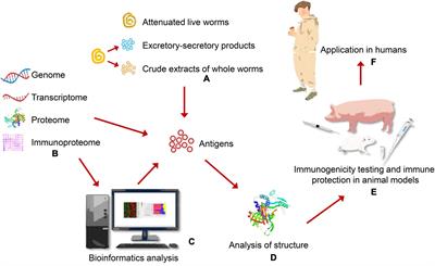 Frontiers  Fatal Ovarian Hemorrhage Associated With Anticoagulation  Therapy in a Yucatan Mini-Pig Following Venous Stent Implantation