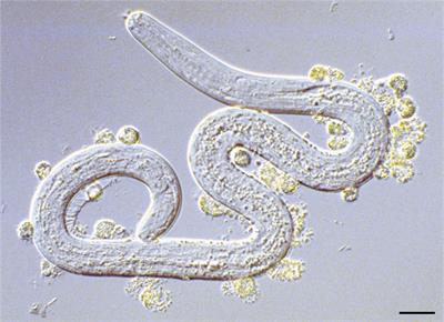 Frontiers  Prophylactic Effects of Ivermectin and Closantel Treatment in  the Control of Oestrus ovis Infestation in Sheep