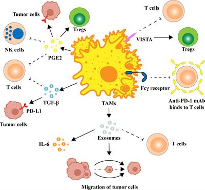 Frontiers | Tumor-Associated Macrophages Regulate PD-1/PD-L1 ...