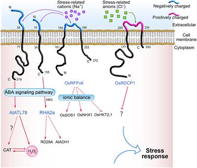 Frontiers | RING Zinc Finger Proteins in Plant Abiotic Stress Tolerance