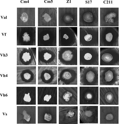 Frontiers  Probiotic properties of Bacillus subtilis DG101 isolated from  the traditional Japanese fermented food nattō